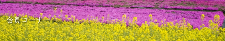 葉山島　芝桜と菜の花