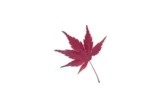 momiji01.gif